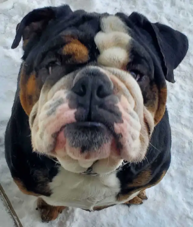 Dog Boarding - Photo 10