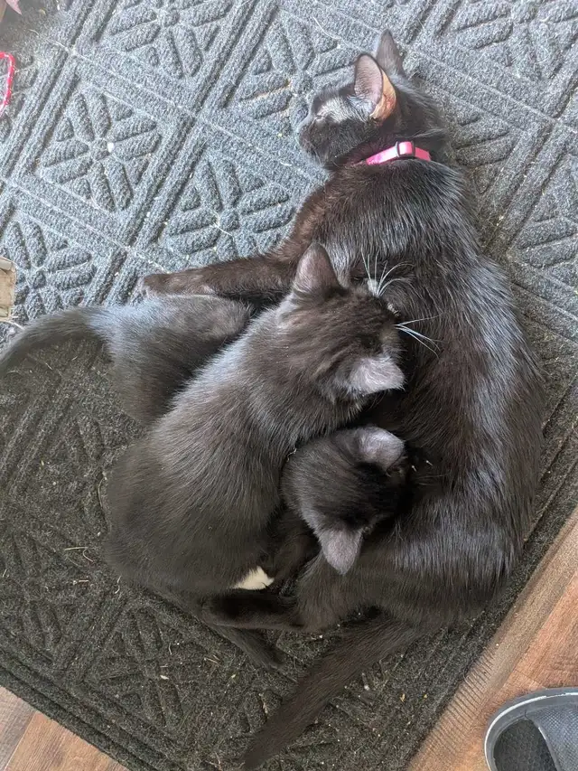 Kittens for sale - Photo 2