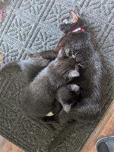 Kittens for sale - Photo 2