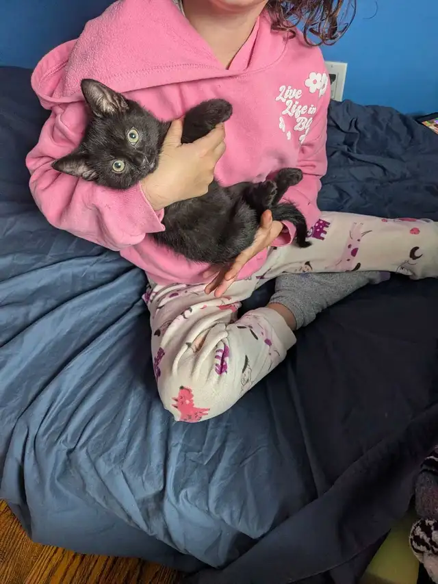 Kittens for sale - Photo 3