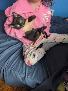 Kittens for sale - Photo 3