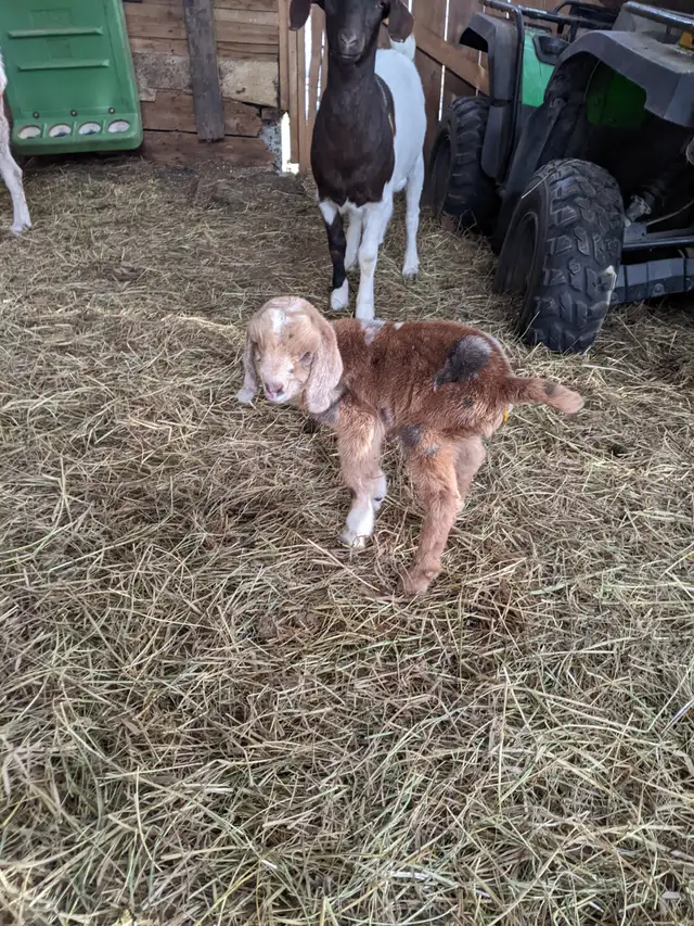 baby goat for sale