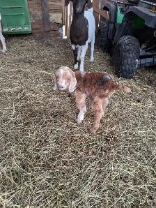 baby goat for sale
