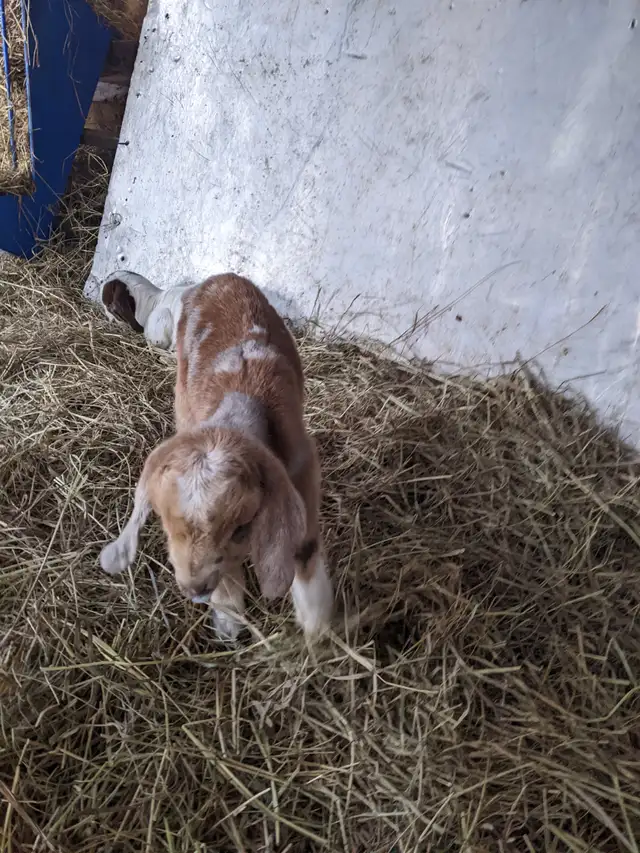 baby goat for sale - Photo 2