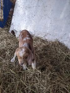 baby goat for sale - Photo 2