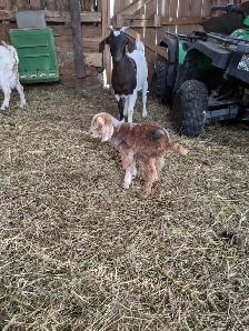 baby goat for sale - Photo 3