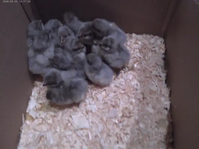 10 Lavender Orpington