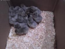 10 Lavender Orpington