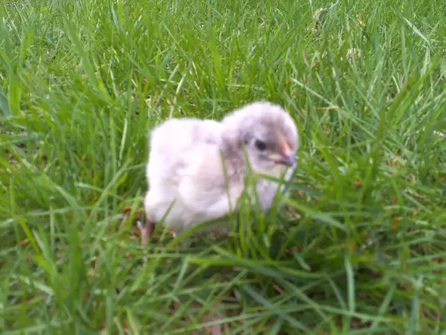 10 Lavender Orpington - Photo 2