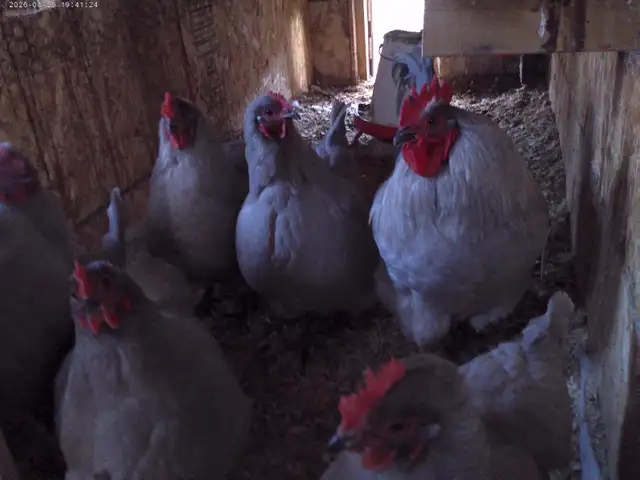 10 Lavender Orpington - Photo 3