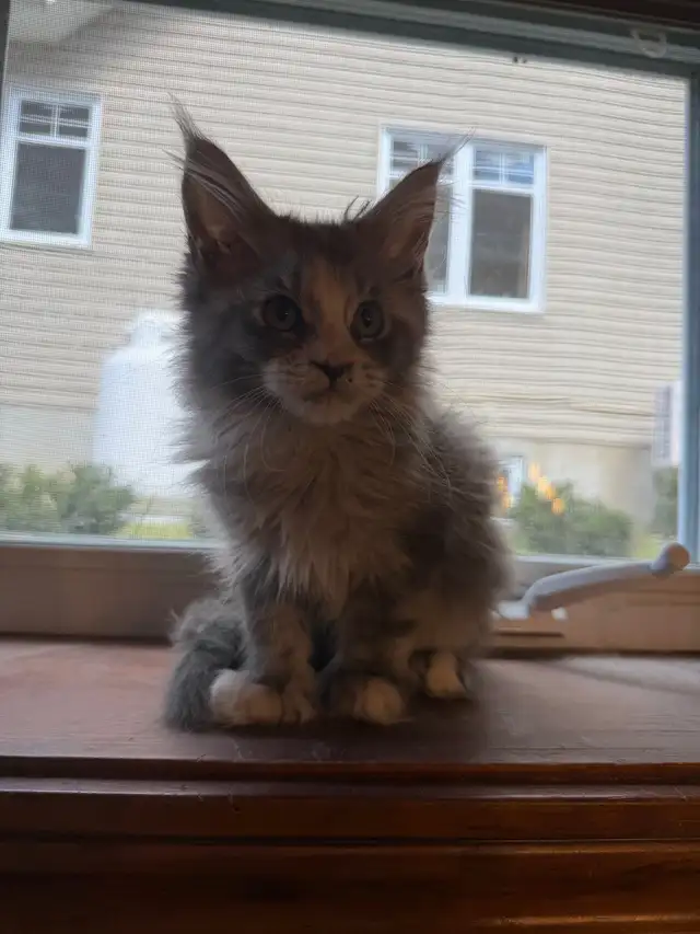 Chatons Maine Coon - Photo 2