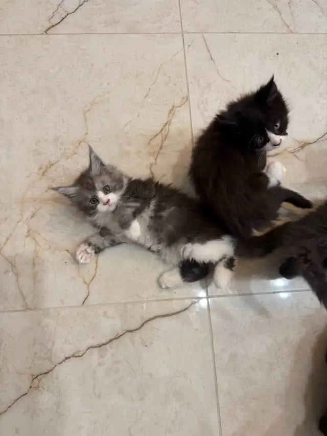 Chatons Maine Coon - Photo 3