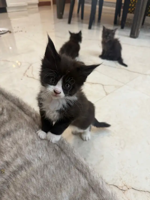 Chatons Maine Coon - Photo 4