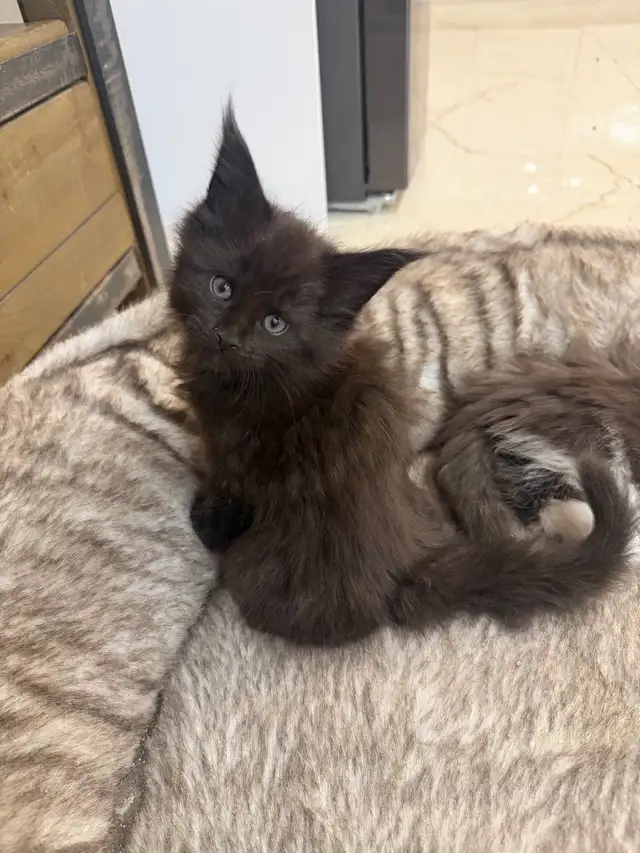 Chatons Maine Coon - Photo 5