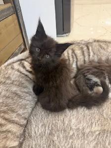 Chatons Maine Coon - Photo 5