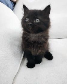 Chaton Sibérien hypoallergénique
