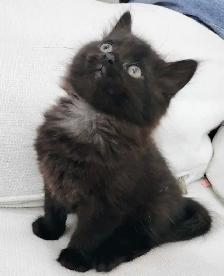 Chaton Sibérien hypoallergénique - Photo 2