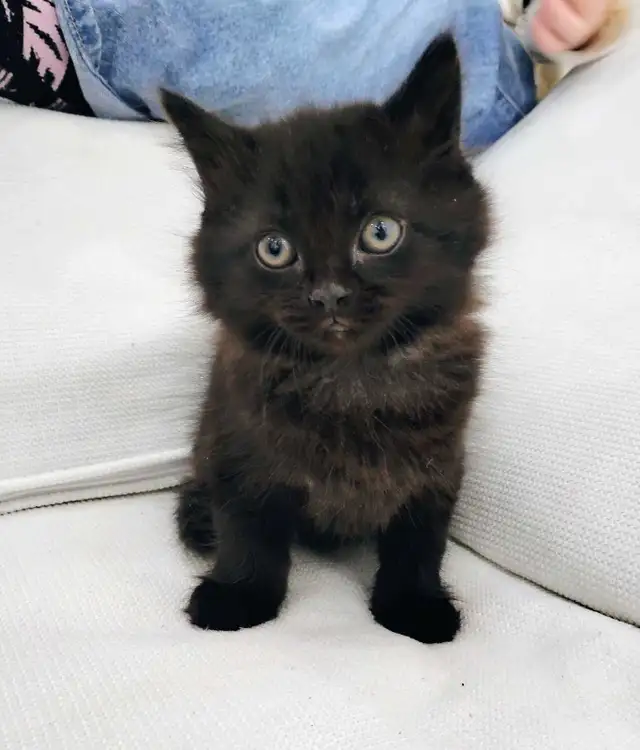 Chaton Sibérien hypoallergénique - Photo 3