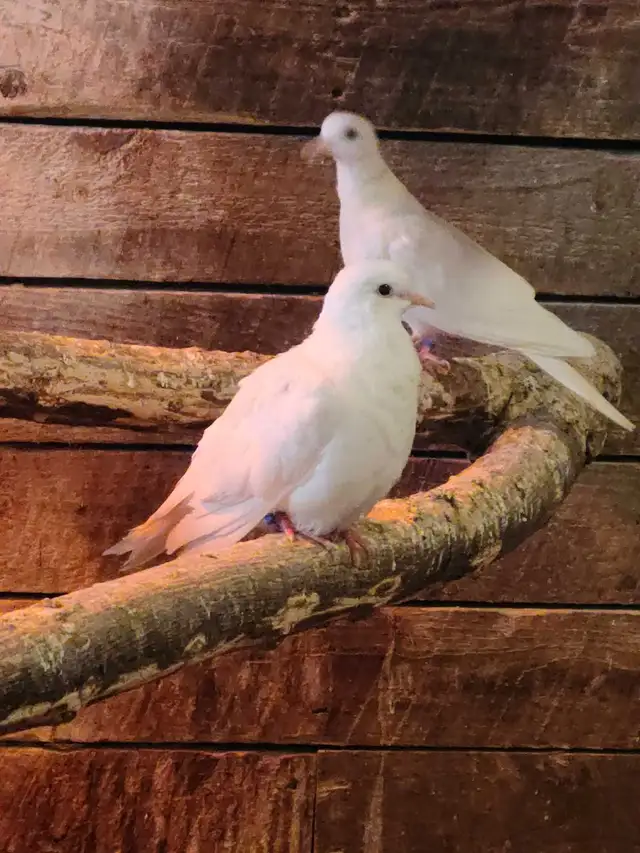 white doves
