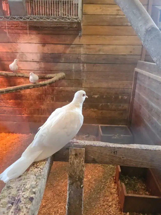 white doves - Photo 2