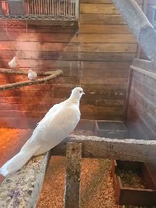 white doves - Photo 2