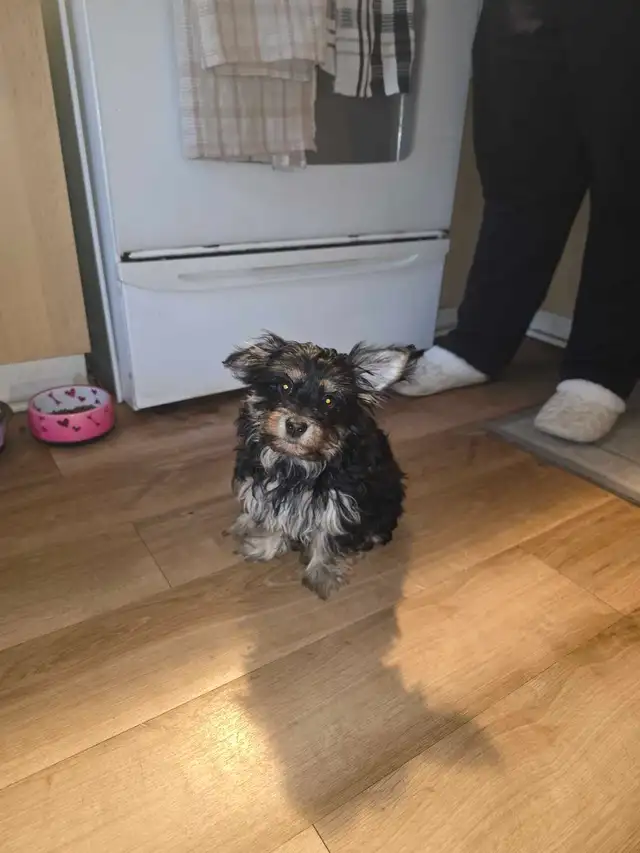 petit  chien - Photo 2