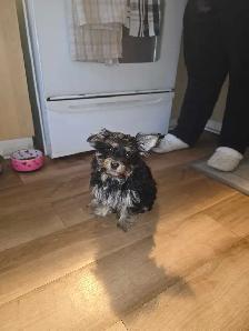 petit  chien - Photo 2