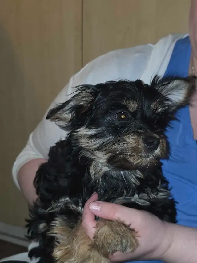 petit  chien - Photo 3