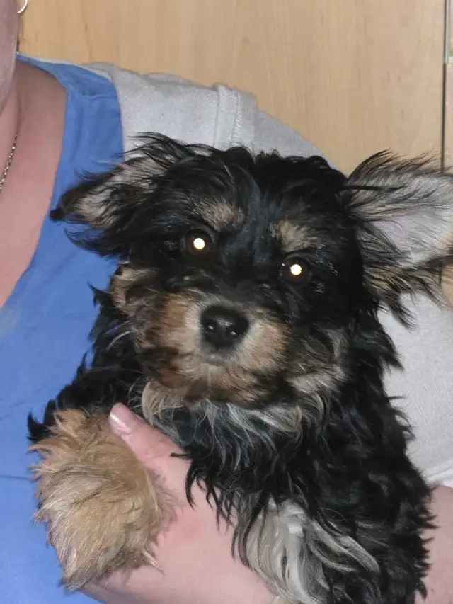 petit  chien - Photo 4