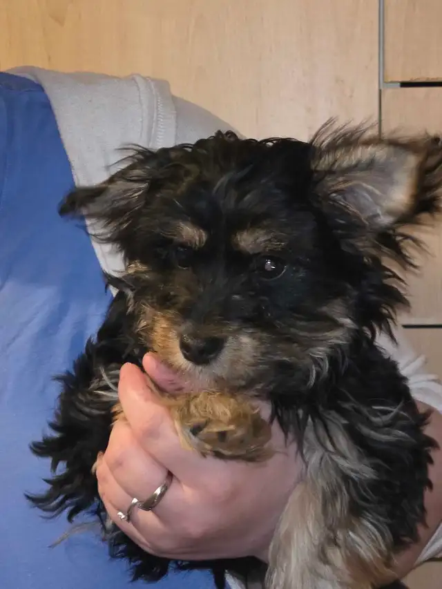 petit  chien - Photo 5