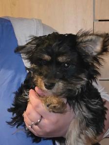 petit  chien - Photo 5