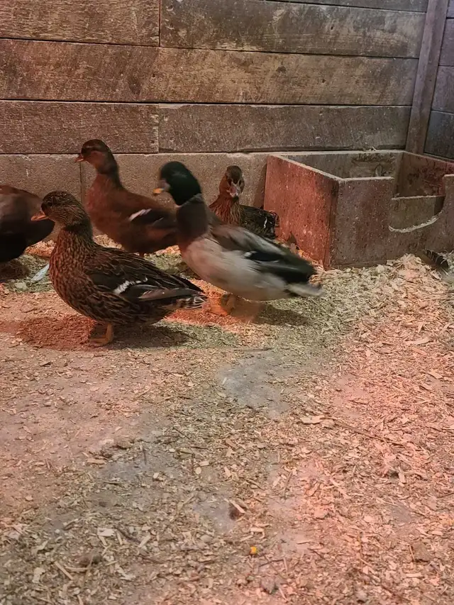 Grey call ducks - Photo 2