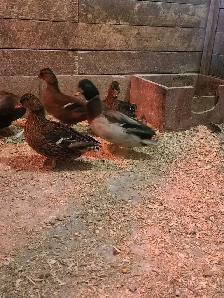 Grey call ducks - Photo 2