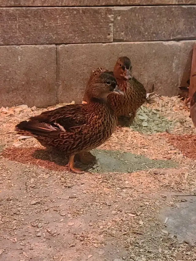 Grey call ducks - Photo 4