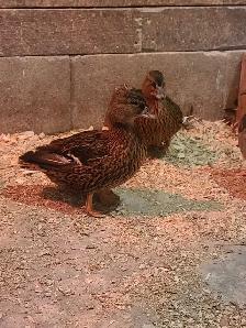Grey call ducks - Photo 4