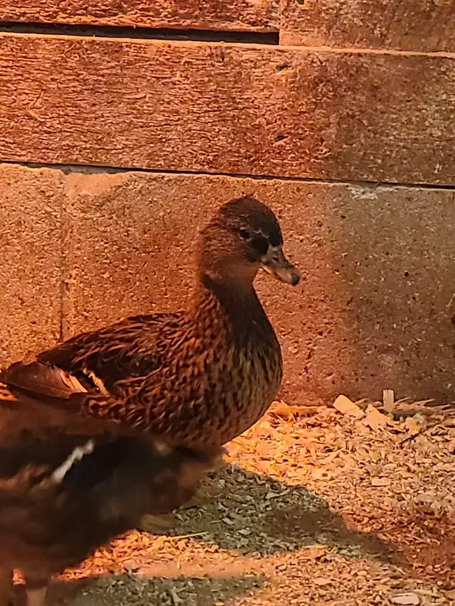 Grey call ducks - Photo 5