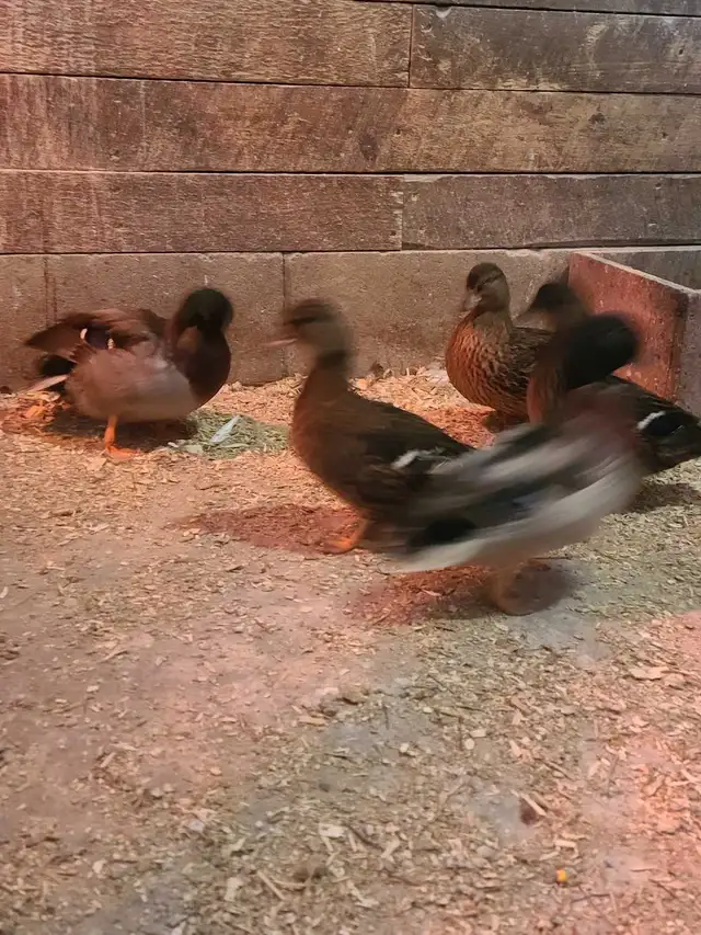 Grey call ducks - Photo 6