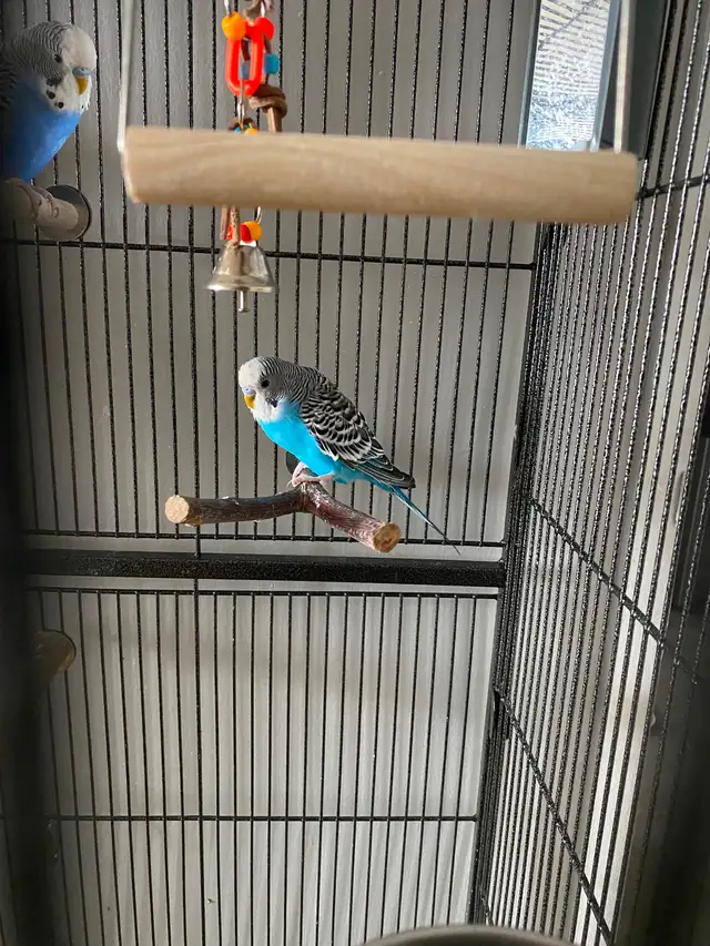 Healthy Bonded Pair of Male Budgies with Full Set Up - Photo 5