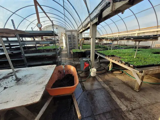 Greenhouse helper 4-6 weeks