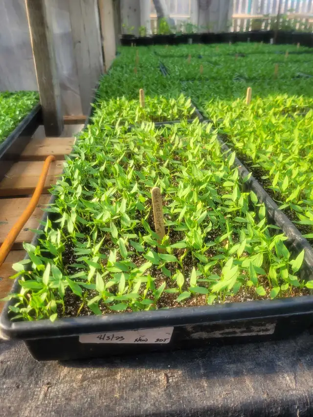 Greenhouse helper 4-6 weeks - Photo 2