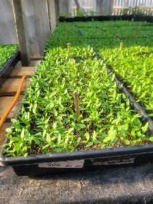 Greenhouse helper 4-6 weeks - Photo 2