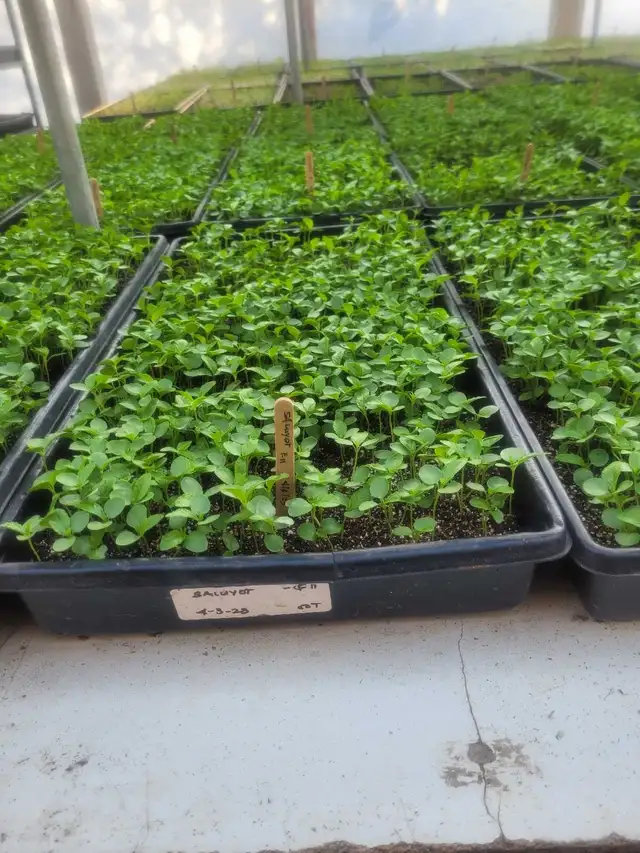 Greenhouse helper 4-6 weeks - Photo 3