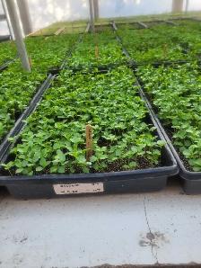 Greenhouse helper 4-6 weeks - Photo 3