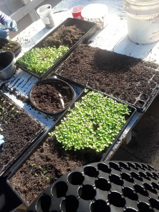 Greenhouse helper 4-6 weeks - Photo 4