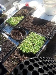 Greenhouse helper 4-6 weeks - Photo 4