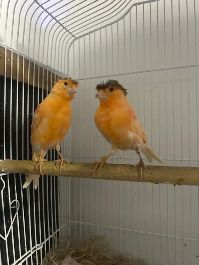 Red Factor Canaries for Sale