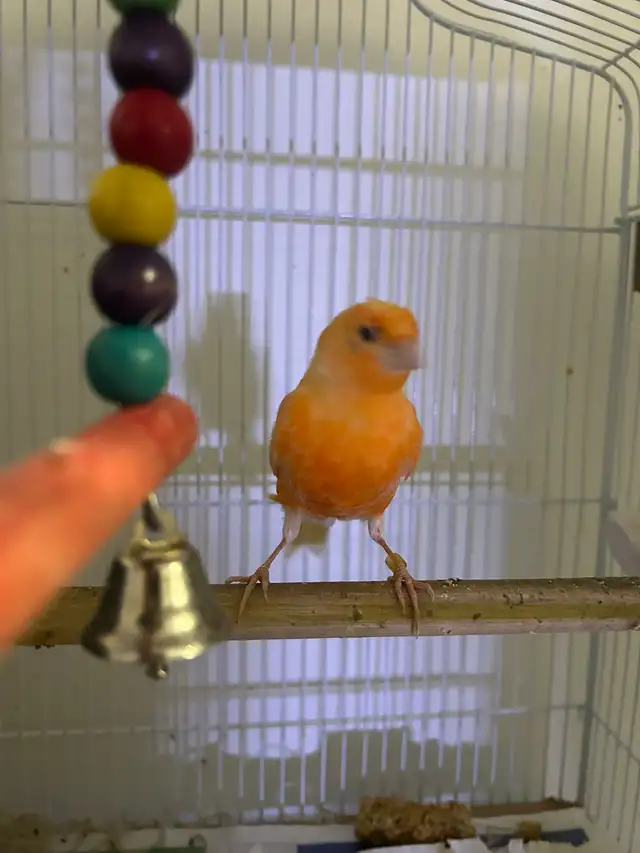 Red Factor Canaries for Sale - Photo 2