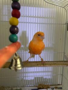 Red Factor Canaries for Sale - Photo 2