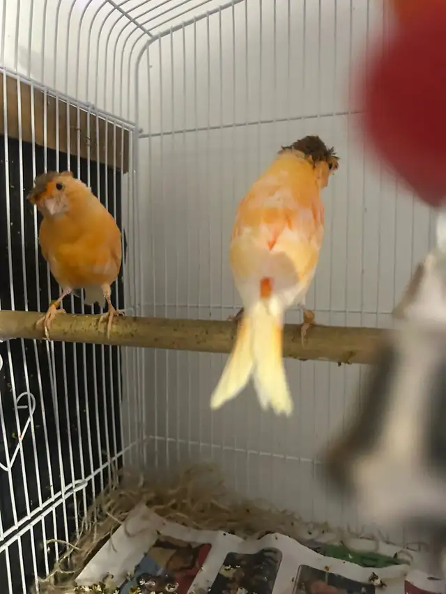 Red Factor Canaries for Sale - Photo 3