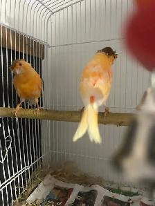 Red Factor Canaries for Sale - Photo 3